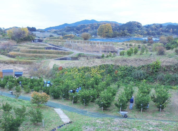 奈良県明日香村の 栽培風景（ 摘果）