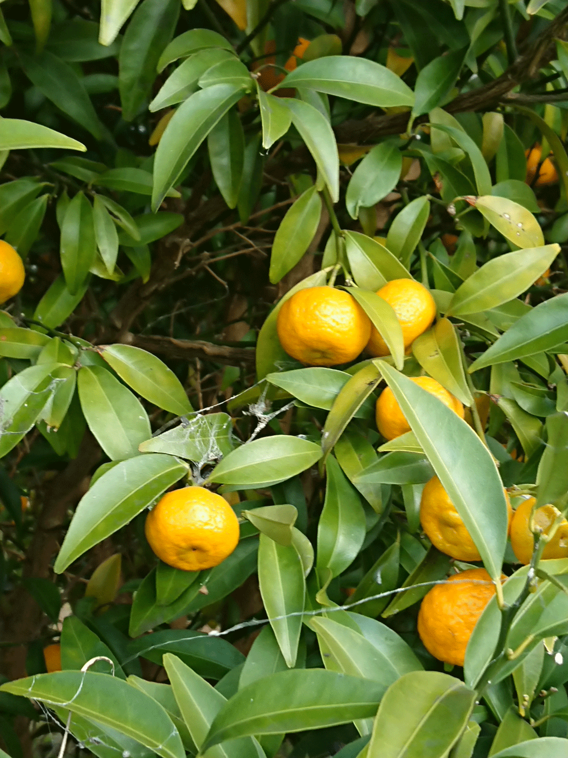 大和橘の収穫が始まりました。