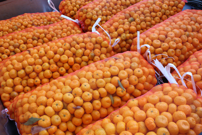 大和橘の収穫した100kg
